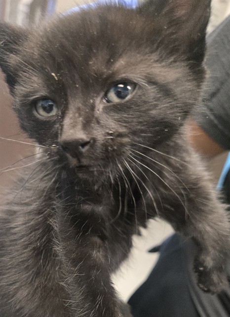 Shelter Stray Male Cat last seen NORRIS ST BAKERSFIELD, Bakersfield, CA 93307