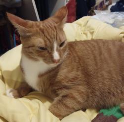 Lost Male Cat last seen La Sierra Dr near Viejo Elementary , Mission Viejo, CA 92692
