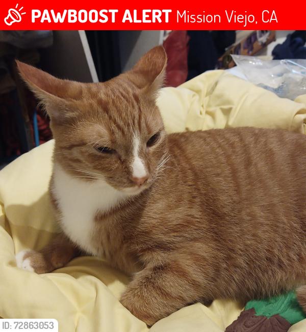 Lost Male Cat last seen La Sierra Dr near Viejo Elementary , Mission Viejo, CA 92692