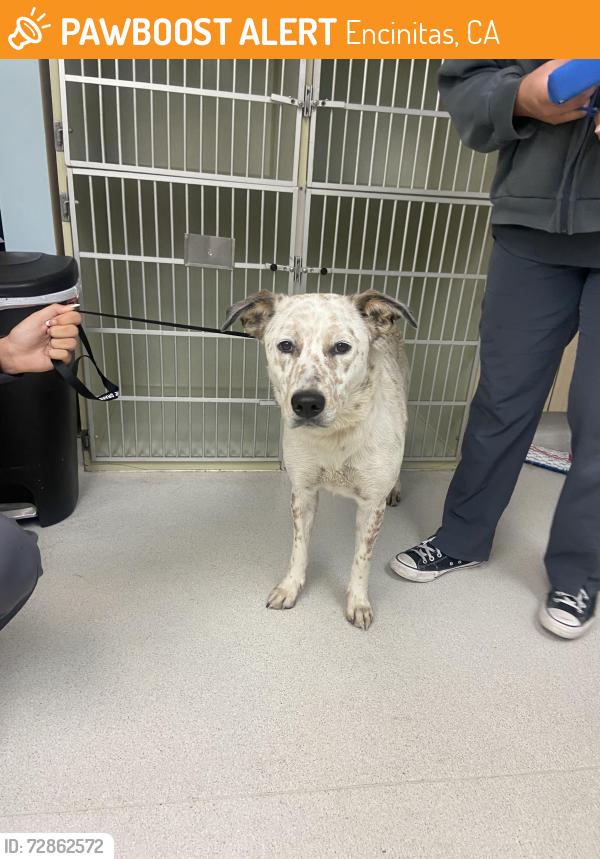 Found/Stray Female Dog last seen near encinitas blvd , Encinitas, CA 92024