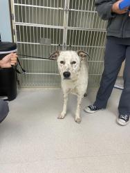 Found/Stray Female Dog last seen near encinitas blvd , Encinitas, CA 92024