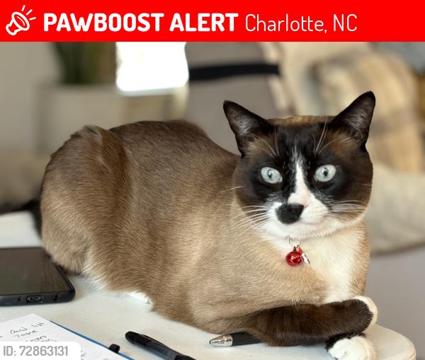 Lost Male Cat last seen Painted Tree rd Charlotte NC 28226, Charlotte, NC 28226