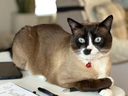 Lost Male Cat last seen Painted Tree rd  Charlotte NC 28226, Charlotte, NC 28226