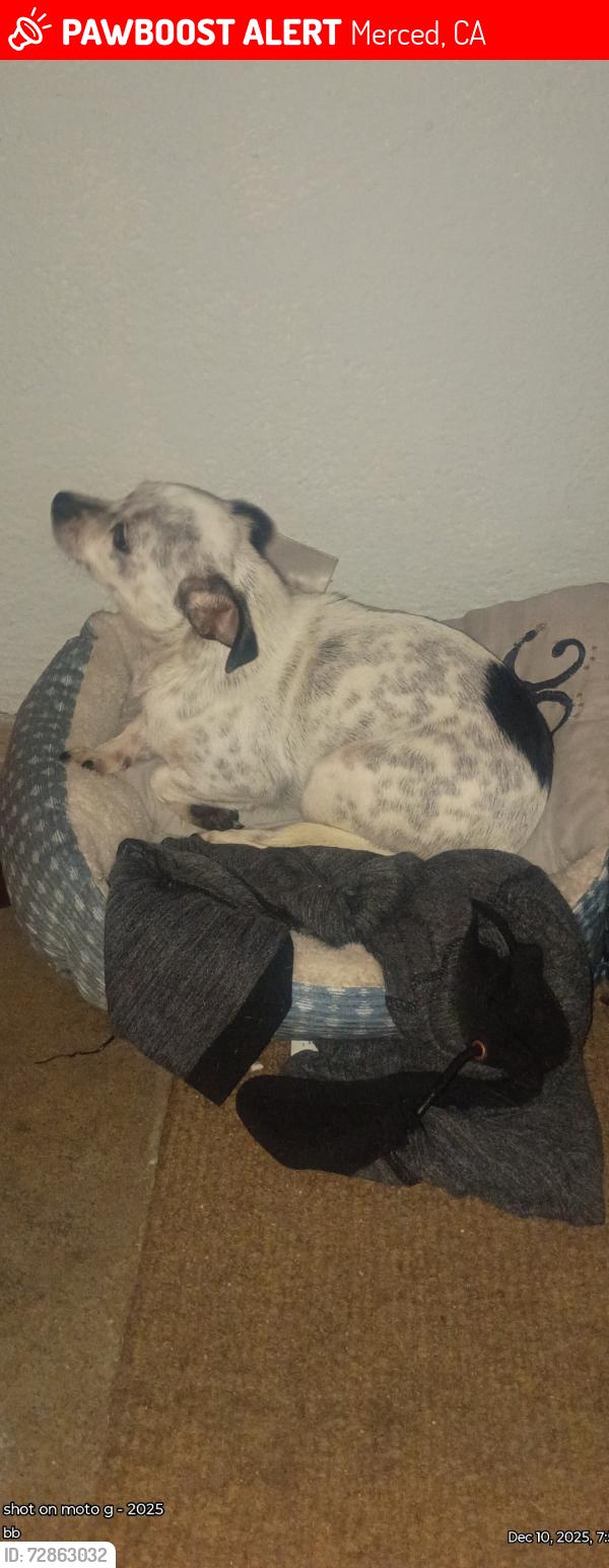 Lost Female Dog last seen G st 95341, Merced, CA 95341