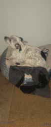 Lost Female Dog last seen G st 95341, Merced, CA 95341