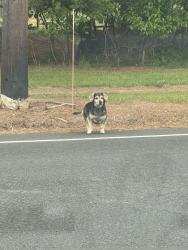 Found/Stray Unknown Dog last seen Old York road & Walters road, Robbinsville Township, NJ 08691