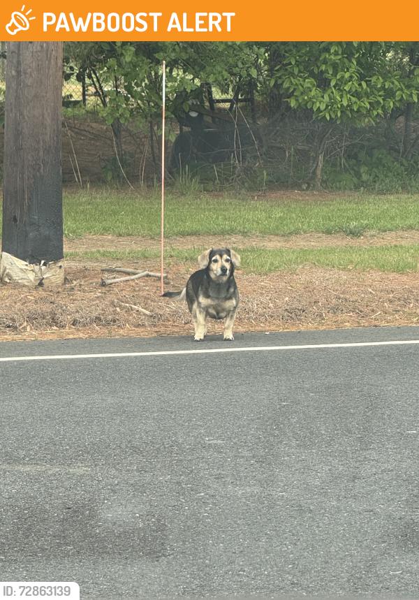 Found/Stray Unknown Dog last seen Old York road & Walters road, Robbinsville Township, NJ 08691