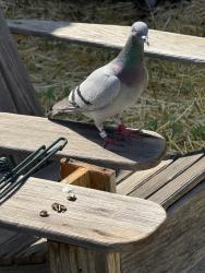 Found/Stray Unknown Bird last seen Wabash & vista bonita, Glendora, CA 91741