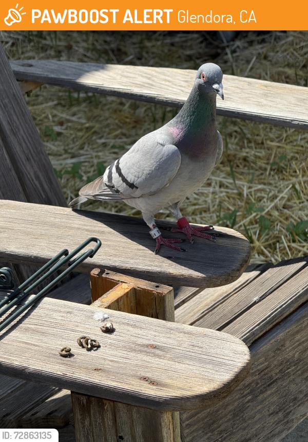 Found/Stray Unknown Bird last seen Wabash & vista bonita, Glendora, CA 91741