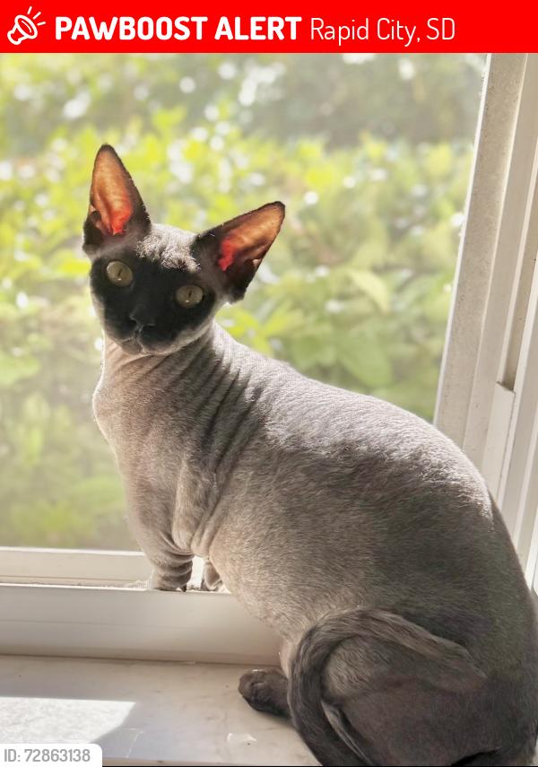 Lost Male Cat last seen Near Southpointe Dr, Rapid City, SD 57701