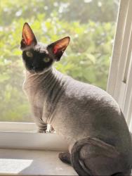 Lost Male Cat last seen Near Southpointe Dr, Rapid City, SD 57701