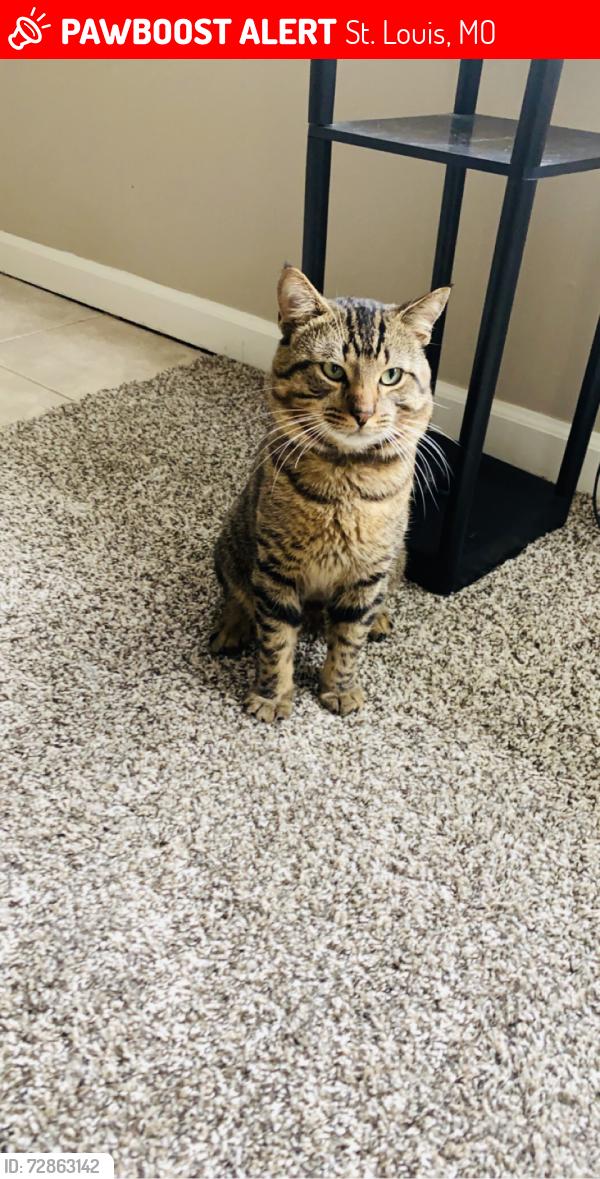 Lost Male Cat last seen Dorset rd , St. Louis, MO 63146