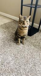 Lost Male Cat last seen Dorset rd , St. Louis, MO 63146