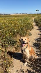Lost Male Dog last seen Bayard Missouri , San Diego, CA 92109