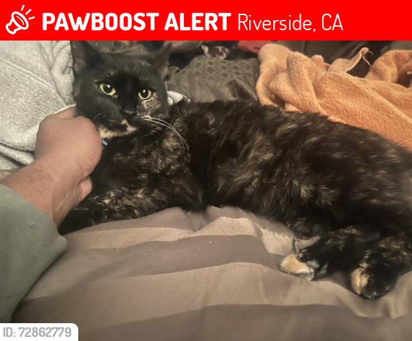 Lost Female Cat last seen Magnolia Ave and McKinley St., Riverside, CA 92503