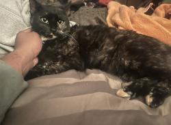 Lost Female Cat last seen Magnolia Ave and McKinley St., Riverside, CA 92503