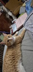 Found/Stray Male Cat last seen Dale and Como, Saint Paul, MN 55103