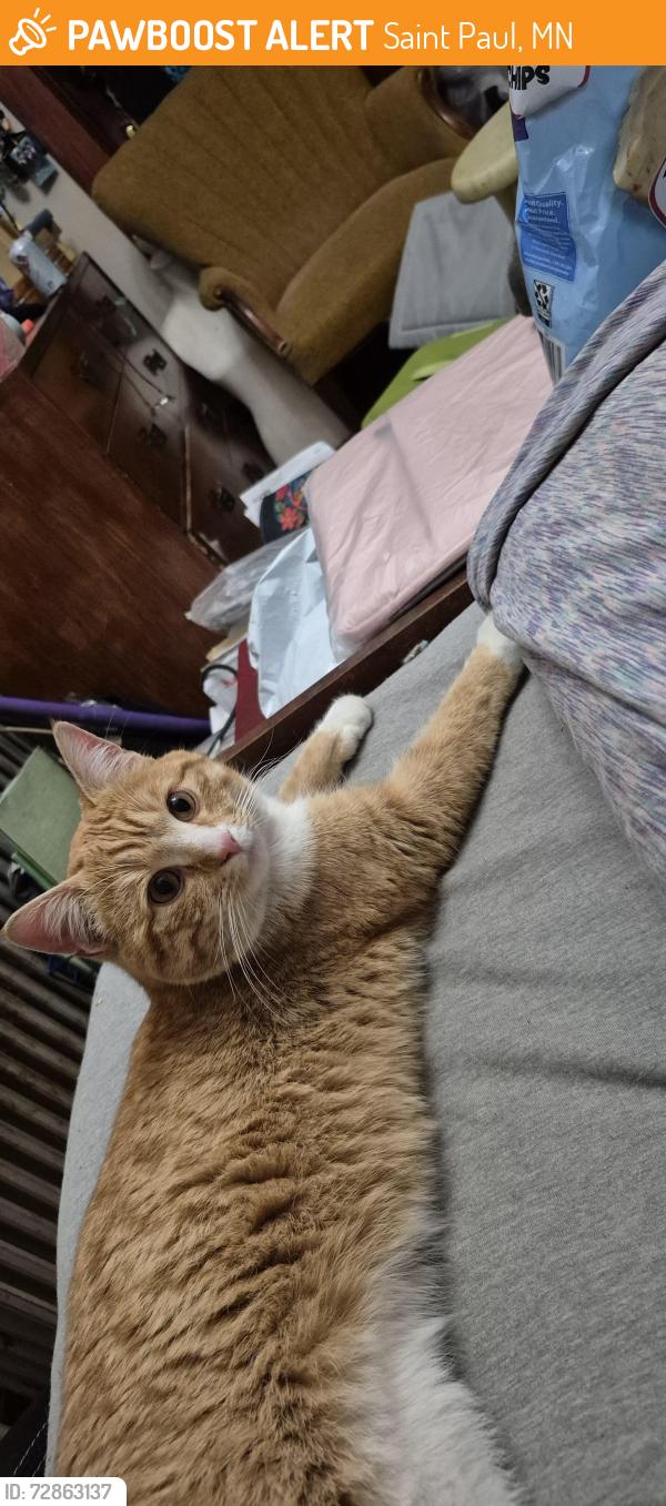 Found/Stray Male Cat last seen Dale and Como, Saint Paul, MN 55103