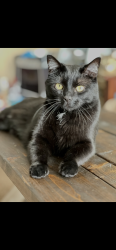 Lost Male Cat last seen Behind Seacoast Church Townhouses, Charleston, SC 29407