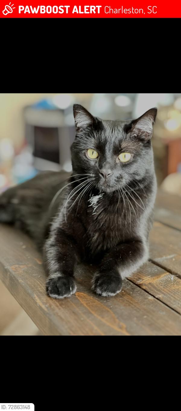 Lost Male Cat last seen Behind Seacoast Church Townhouses, Charleston, SC 29407