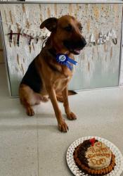 Reunited Male Dog last seen Hollywood and palmbay road , West Melbourne, FL 32904
