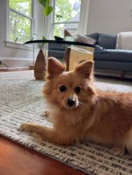 Shelter Stray Female Dog last seen Seattle, WA 98122, Seattle, WA 98119