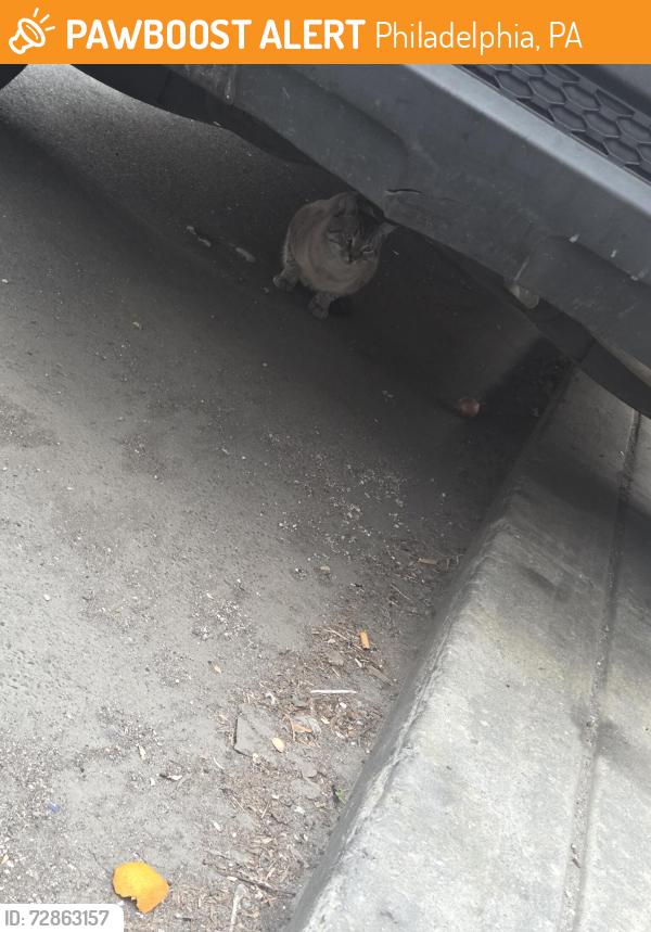 Found/Stray Unknown Cat last seen 19th & Wilder, under a car by the closed corner store, Philadelphia, PA 19146