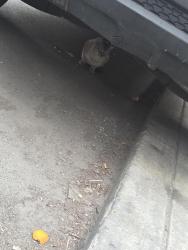 Found/Stray Unknown Cat last seen 19th & Wilder, under a car by the closed corner store, Philadelphia, PA 19146