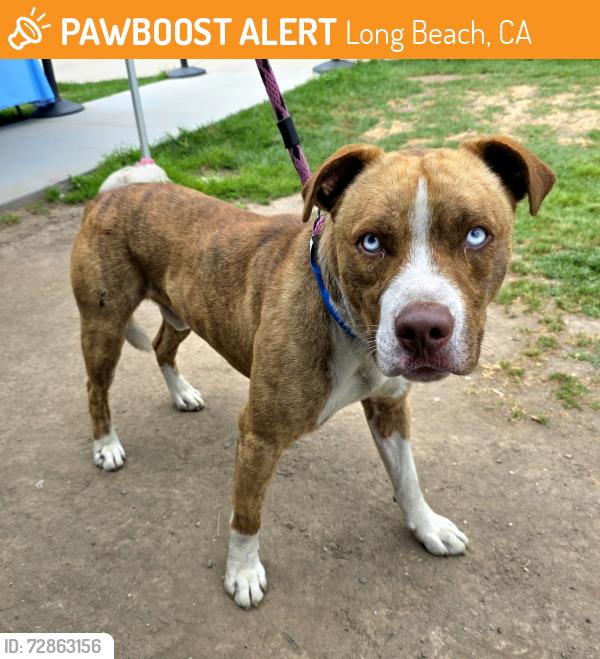 Found/Stray Male Dog last seen Near Pier C St, Long Beach, CA 90813, Long Beach, CA 90813