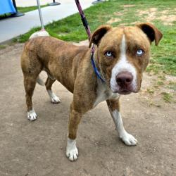 Found/Stray Male Dog last seen Near Pier C St, Long Beach, CA 90813, Long Beach, CA 90813