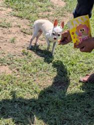Found/Stray Male Dog last seen Hilltop Meadows Dr and Country Side Ct, Springtown, TX 76082