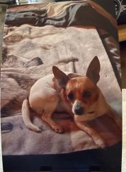 Lost Male Dog last seen Cheyenne and Allen , North Las Vegas, NV 89032