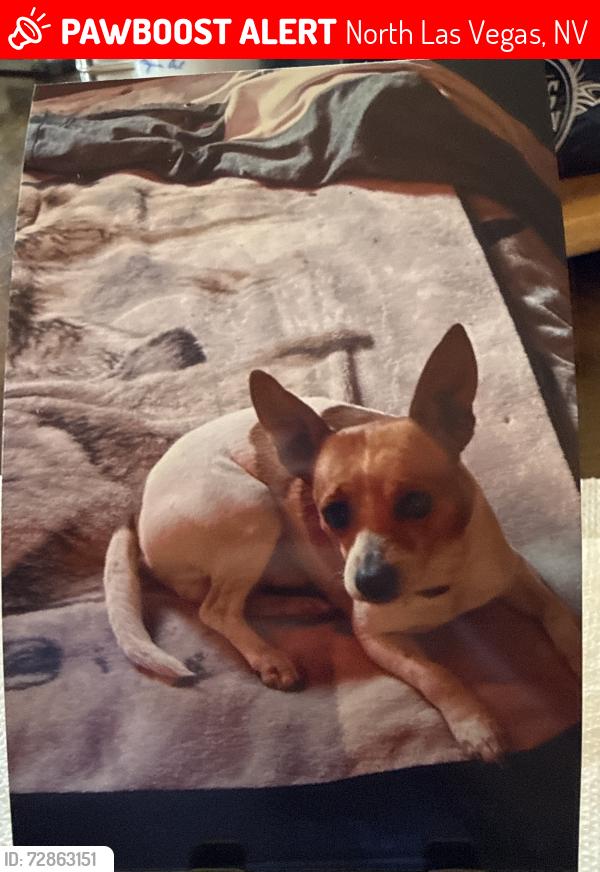 Lost Male Dog last seen Cheyenne and Allen, North Las Vegas, NV 89032