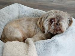 Lost Male Dog last seen Augusta Georgia Welcome Center , Augusta, GA 30904