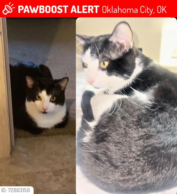 Lost Male Cat last seen N Pennsylvania Ave & NW 140th St, near the Target, Oklahoma City, OK 73134