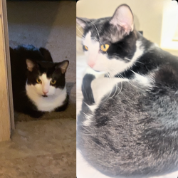 Lost Male Cat last seen N Pennsylvania Ave & NW 140th St, near the Target, Oklahoma City, OK 73134