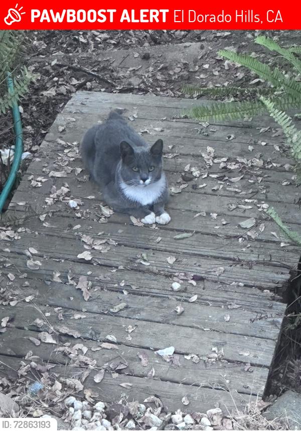 Lost Male Cat last seen Rolph way , El Dorado Hills, CA 95762