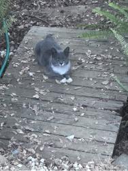 Lost Male Cat last seen Rolph way , El Dorado Hills, CA 95762