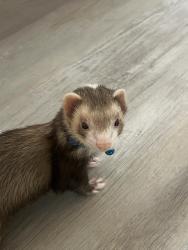Lost Male Ferret last seen Near three sisters cr , Pearland, TX 77581