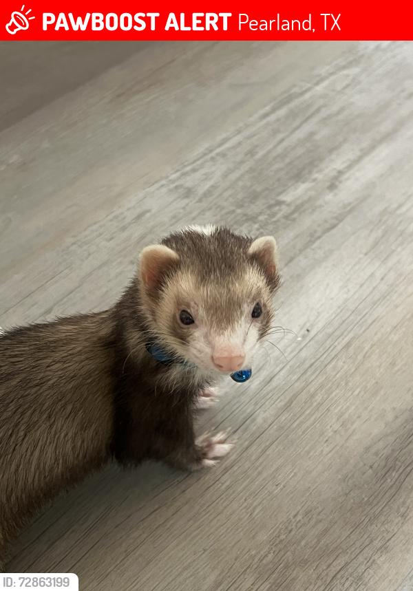 Lost Male Ferret last seen Near three sisters cr , Pearland, TX 77581