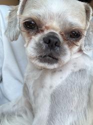 Reunited Female Dog last seen Dixie Highway and NE 14th St, Fort Lauderdale, FL 33304