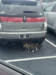 Found/Stray Unknown Cat last seen Skyzone CVS RUSSELL , Russell Pkwy, GA 31088