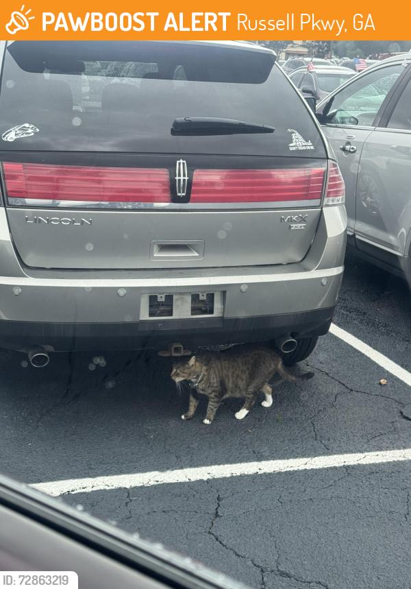 Found/Stray Unknown Cat last seen Skyzone CVS RUSSELL , Russell Pkwy, GA 31088