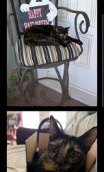 Lost Female Cat last seen California Lane Park , Arlington, TX 76015