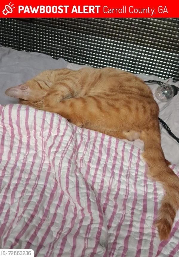Lost Male Cat last seen Eagles Nest , Carroll County, GA 30116