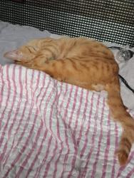 Lost Male Cat last seen Eagles Nest , Carroll County, GA 30116