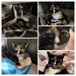 Lost Female Cat last seen Babcock and us1, Melbourne, FL 32935