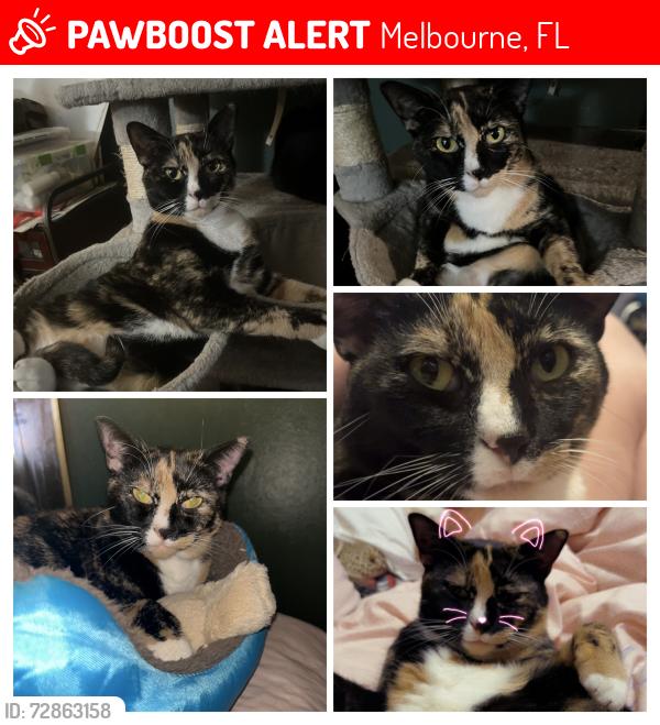 Lost Female Cat last seen Babcock and us1, Melbourne, FL 32935