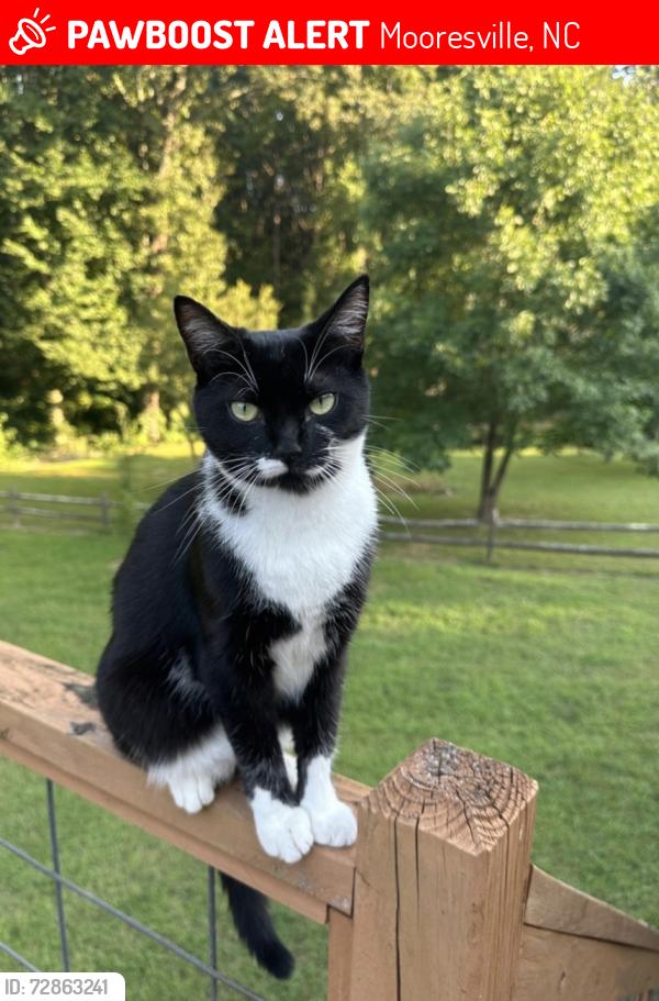 Lost Female Cat last seen Alexander acres rd mooresville nc 28115, Mooresville, NC 28115