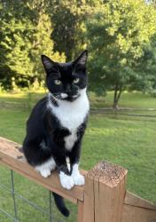 Lost Female Cat last seen Alexander acres rd mooresville nc 28115, Mooresville, NC 28115